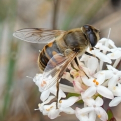 Eristalis tenax at Sassafras, NSW - suppressed