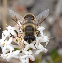 Eristalis tenax at Sassafras, NSW - suppressed