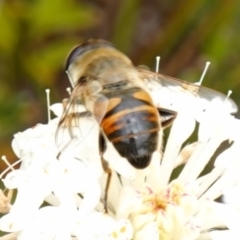 Eristalis tenax at Sassafras, NSW - suppressed