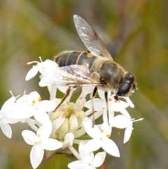 Eristalis tenax at Sassafras, NSW - suppressed