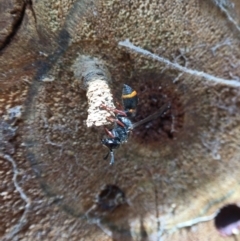 Eumeninae (subfamily) (Unidentified Potter wasp) at Hackett, ACT - 18 Dec 2022 by JochenZeil