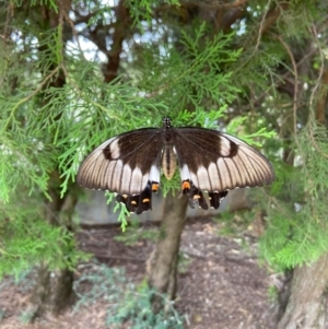 Papilio aegeus at Murrumbateman, NSW - 5 Jan 2023