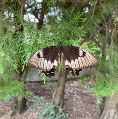 Papilio aegeus (Orchard Swallowtail, Large Citrus Butterfly) at Murrumbateman, NSW - 5 Jan 2023 by amiessmacro