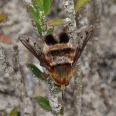 Meomyia fasciculata (A bee fly) by RobG1