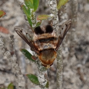 Meomyia fasciculata at Sassafras, NSW - suppressed