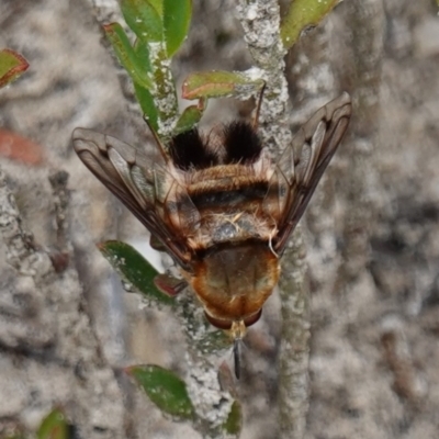 Unidentified Bee fly (Bombyliidae) at Sassafras, NSW - 30 Nov 2022 by RobG1