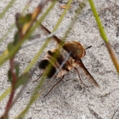 Meomyia fasciculata at Sassafras, NSW - suppressed