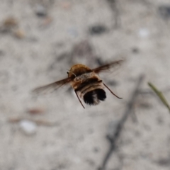 Meomyia fasciculata at Sassafras, NSW - suppressed