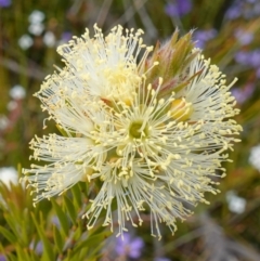 Melaleuca capitata (Sandstone Honey-Myrtle) at Sassafras, NSW - 30 Nov 2022 by RobG1