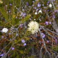 Melaleuca capitata at Sassafras, NSW - 30 Nov 2022