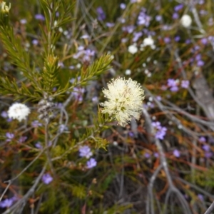 Melaleuca capitata at Sassafras, NSW - suppressed