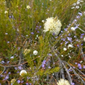 Melaleuca capitata at Sassafras, NSW - suppressed