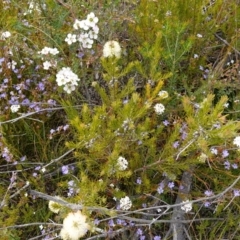 Melaleuca capitata at Sassafras, NSW - suppressed