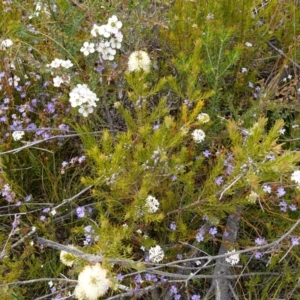 Melaleuca capitata at Sassafras, NSW - 30 Nov 2022