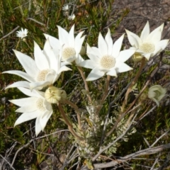 Actinotus helianthi (Flannel Flower) at Morton National Park - 30 Nov 2022 by RobG1