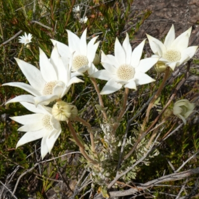 Actinotus helianthi (Flannel Flower) at Sassafras, NSW - 30 Nov 2022 by RobG1