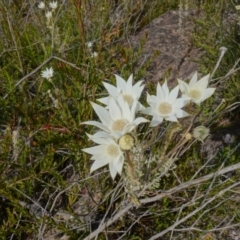 Actinotus helianthi at Sassafras, NSW - 30 Nov 2022