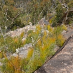 Actinotus helianthi at Sassafras, NSW - 30 Nov 2022