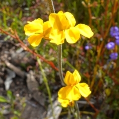 Goodenia bellidifolia (Daisy-leaf Goodenia) at Morton National Park - 30 Nov 2022 by RobG1