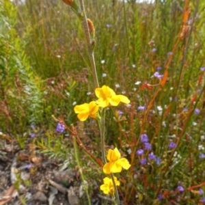Goodenia bellidifolia at Sassafras, NSW - suppressed