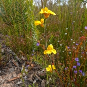 Goodenia bellidifolia at Sassafras, NSW - 30 Nov 2022