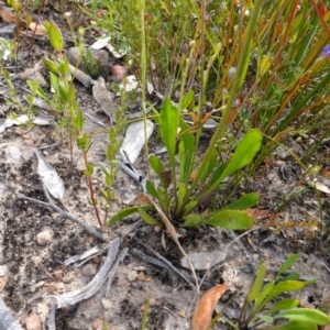 Goodenia bellidifolia at Sassafras, NSW - 30 Nov 2022