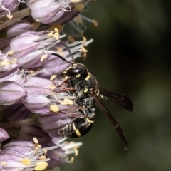 Paralastor sp. (genus) (Potter Wasp) at Macgregor, ACT - 5 Jan 2023 by Roger
