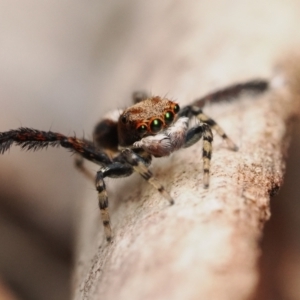 Maratus watagansi at Acton, ACT - 5 Jan 2023 11:00 AM