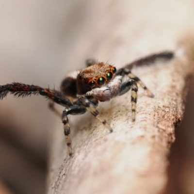 Maratus watagansi (Rainforest Peacock Spider) at Acton, ACT - 5 Jan 2023 by patrickcox