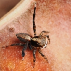 Maratus watagansi at Acton, ACT - 5 Jan 2023 11:00 AM