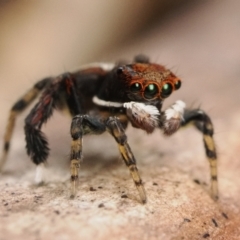 Maratus watagansi at Acton, ACT - 5 Jan 2023 11:00 AM