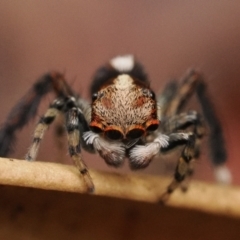 Maratus watagansi at Acton, ACT - 5 Jan 2023 11:00 AM