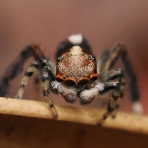 Maratus watagansi at Acton, ACT - 5 Jan 2023 11:00 AM