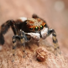 Maratus watagansi at Acton, ACT - 5 Jan 2023