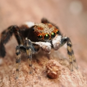 Maratus watagansi at Acton, ACT - 5 Jan 2023 11:00 AM