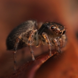 Maratus watagansi at Acton, ACT - 5 Jan 2023