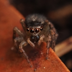 Maratus watagansi at Acton, ACT - 5 Jan 2023 11:00 AM