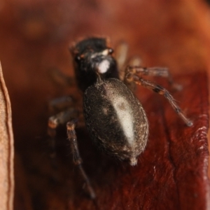 Maratus watagansi at Acton, ACT - 5 Jan 2023