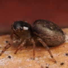 Maratus watagansi at Acton, ACT - 5 Jan 2023