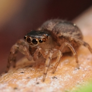 Maratus watagansi at Acton, ACT - 5 Jan 2023