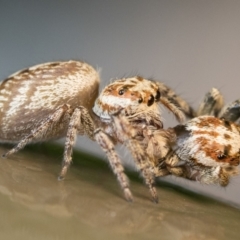 Opisthoncus grassator (Jumping spider) at Acton, ACT - 4 Jan 2023 by patrickcox