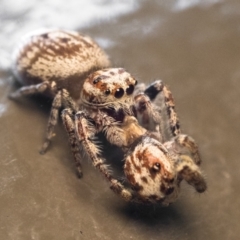 Opisthoncus grassator at Acton, ACT - 5 Jan 2023 10:30 AM