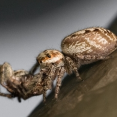 Opisthoncus grassator at Acton, ACT - 5 Jan 2023 10:30 AM