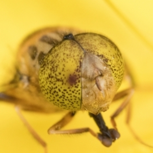 Eristalinus punctulatus at Duffy, ACT - 4 Jan 2023