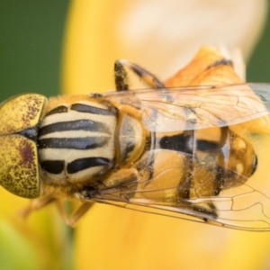 Eristalinus punctulatus at Duffy, ACT - 4 Jan 2023 11:00 AM