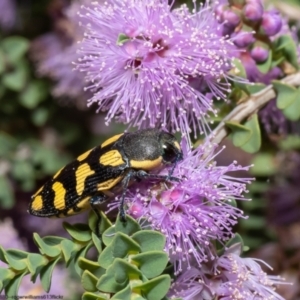 Castiarina octospilota at Macgregor, ACT - 5 Jan 2023