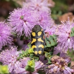 Castiarina octospilota at Macgregor, ACT - 5 Jan 2023