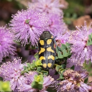 Castiarina octospilota at Macgregor, ACT - 5 Jan 2023