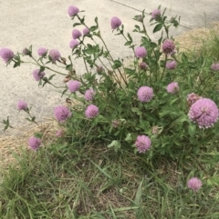 Trifolium pratense at Crace, ACT - 7 Jan 2023