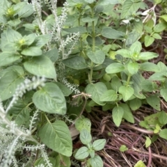 Sinpunctiptilia emissalis at Franklin, ACT - 4 Jan 2023